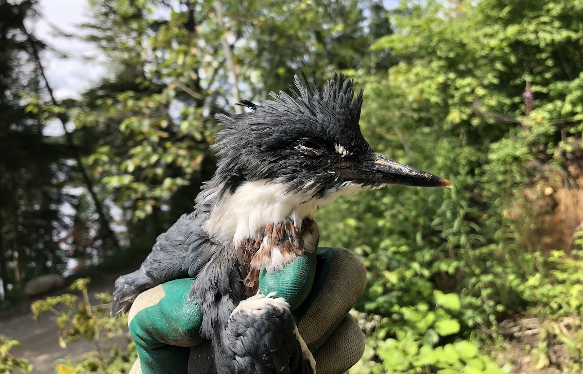 Belted Kingfisher - Annie Lavoie