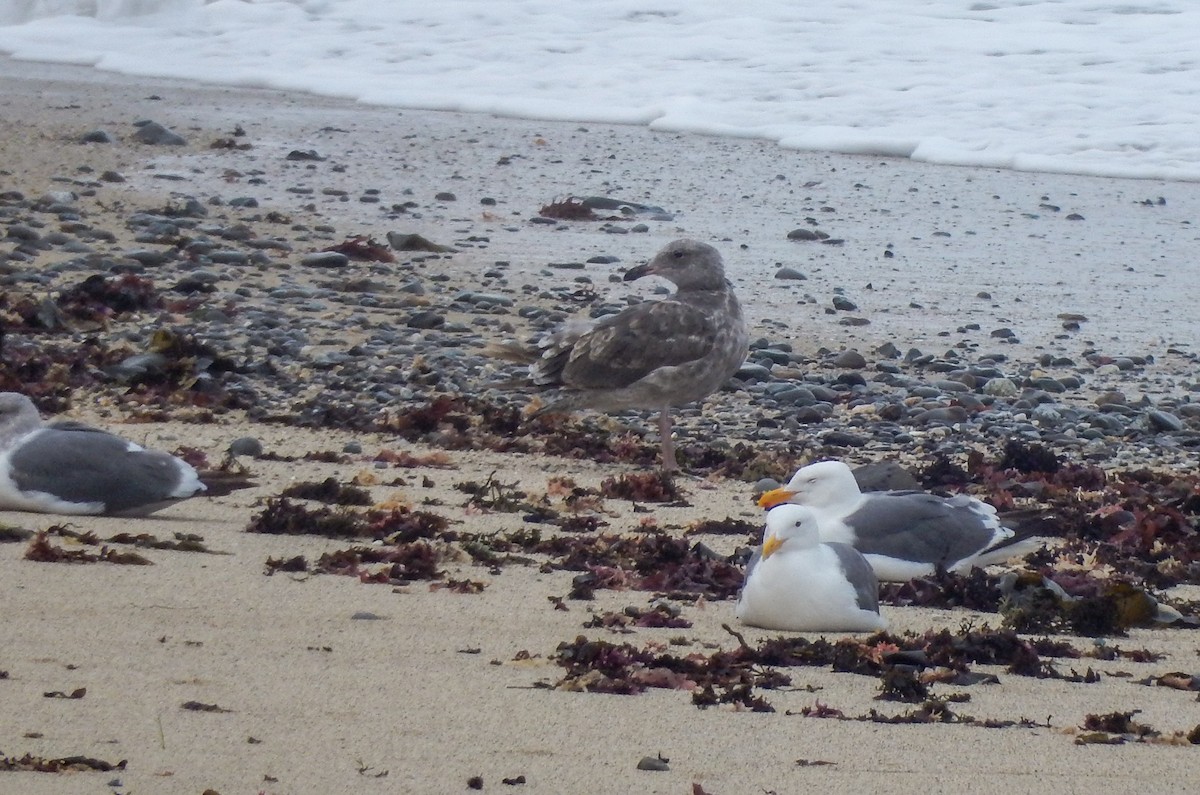 Western Gull - ML110303901