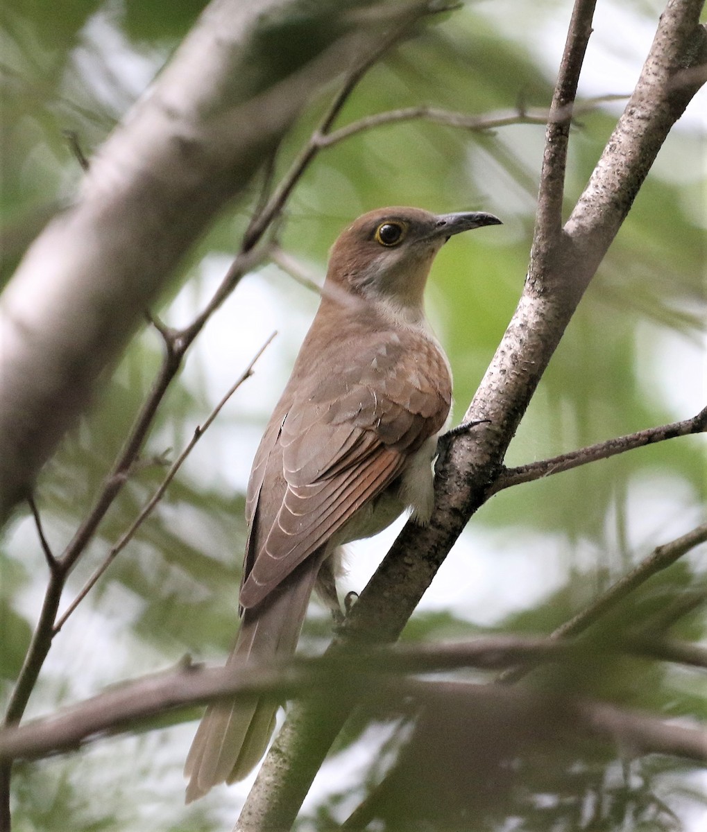 Black-billed Cuckoo - ML110304081