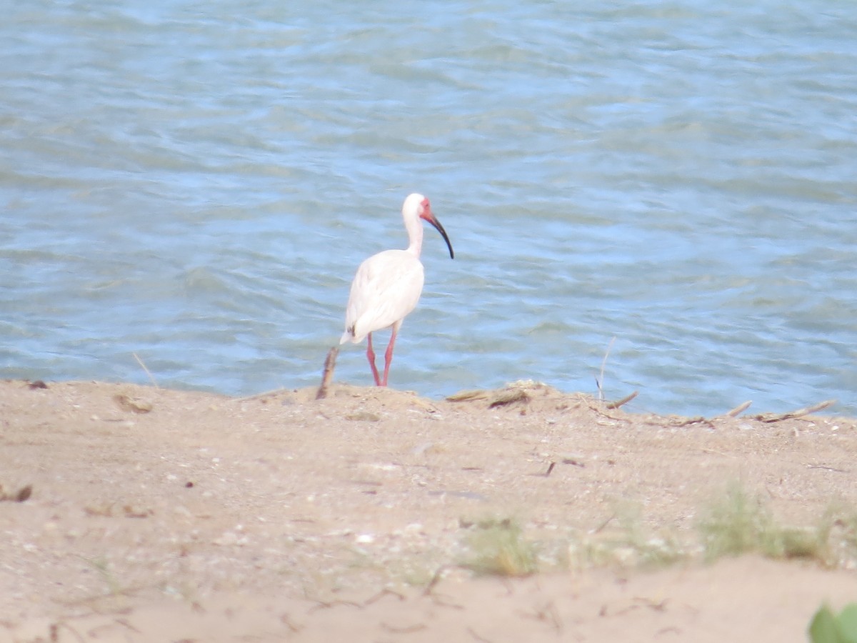 ibis bílý - ML110304191