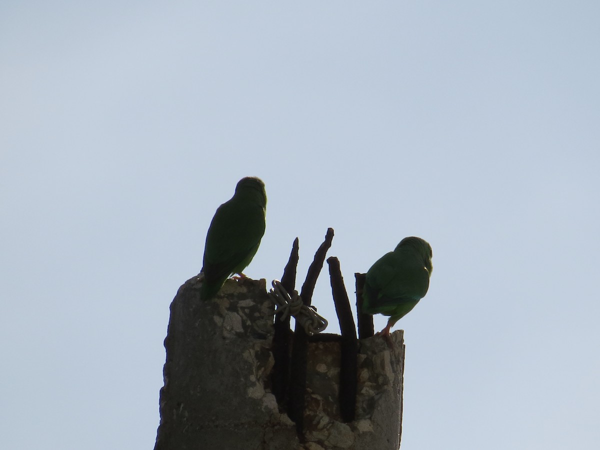 Yeşil Sokumlu Serçe Papağanı - ML110304901