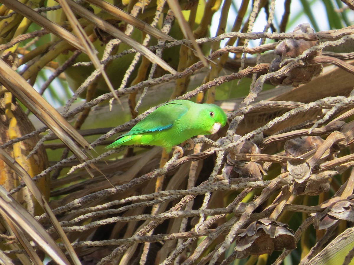 Yeşil Sokumlu Serçe Papağanı - ML110304941