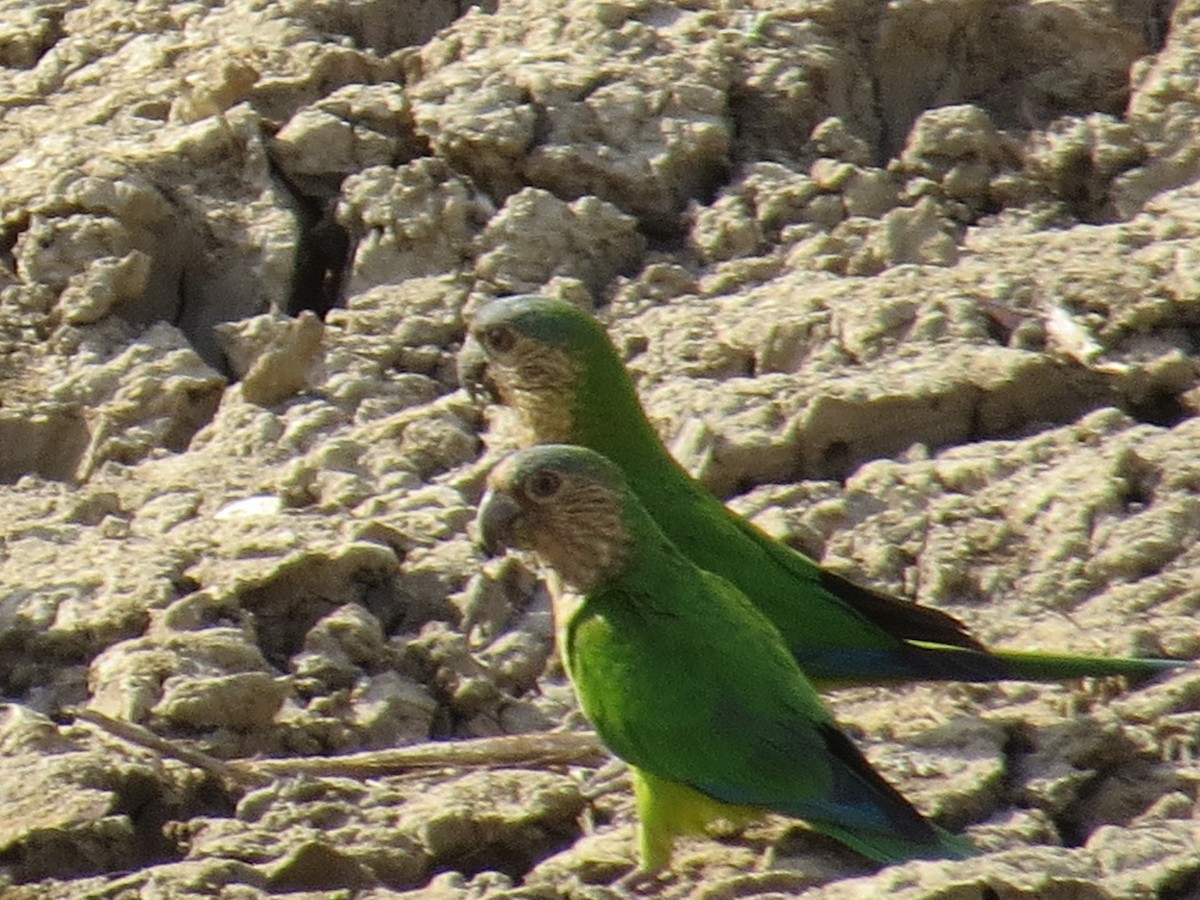 Aratinga Pertinaz - ML110305001