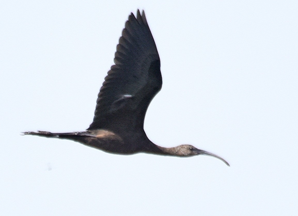 Glossy/White-faced Ibis - ML110305741