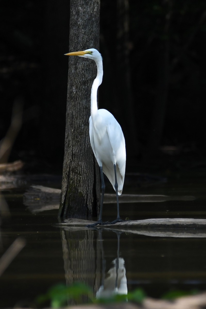 Great Egret - ML110306561