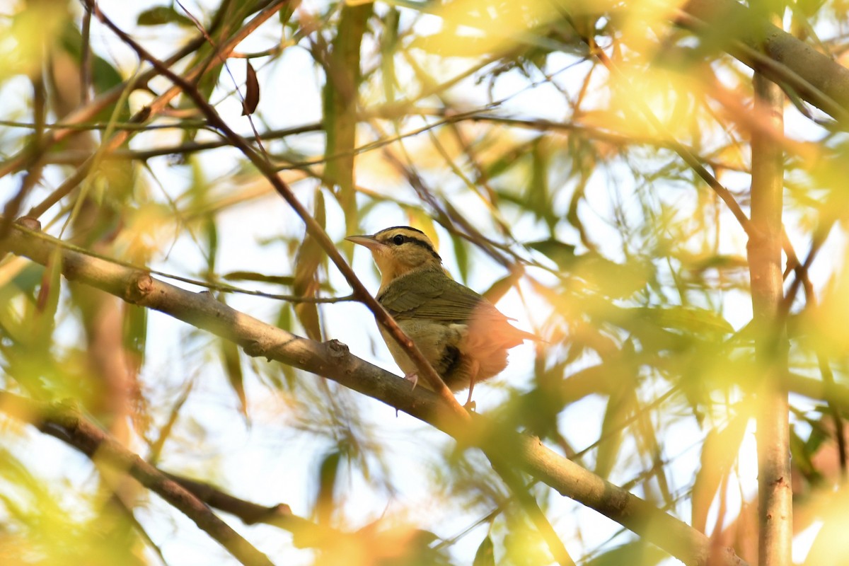 Worm-eating Warbler - ML110307061