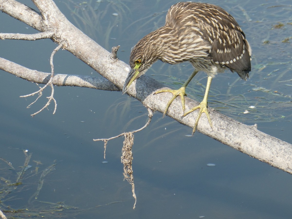 Black-crowned Night Heron - ML110307231