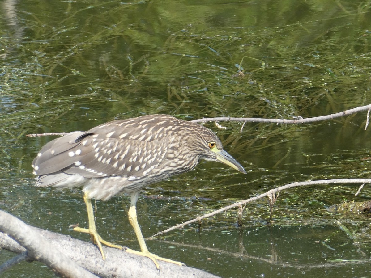 Black-crowned Night Heron - ML110307361