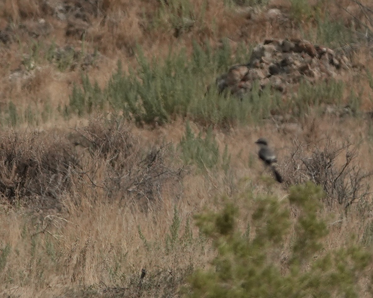 Loggerhead Shrike - ML110308741