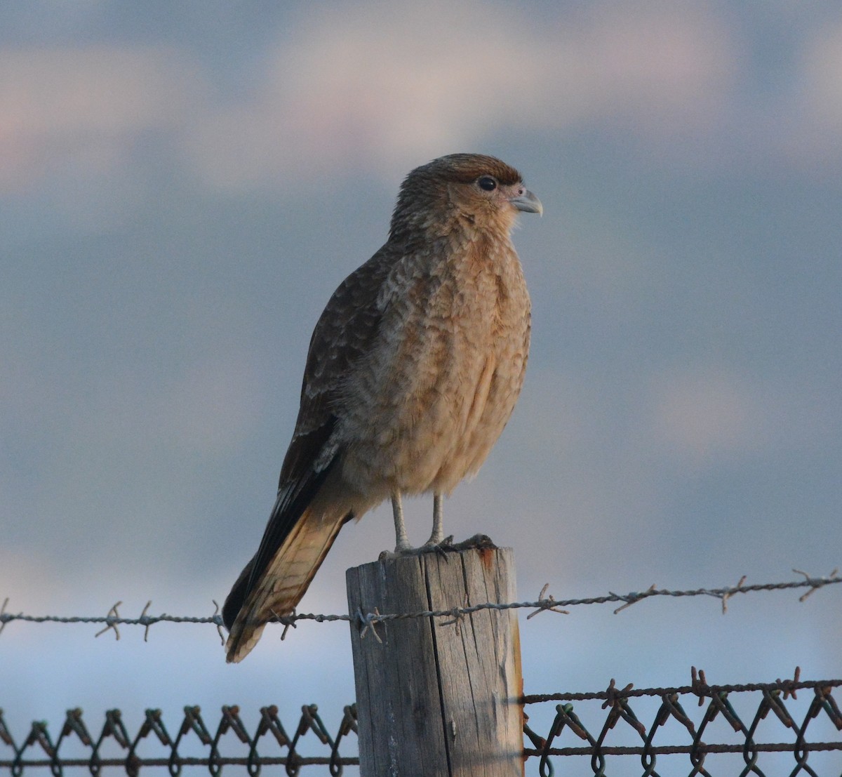 Caracara chimango - ML110308891