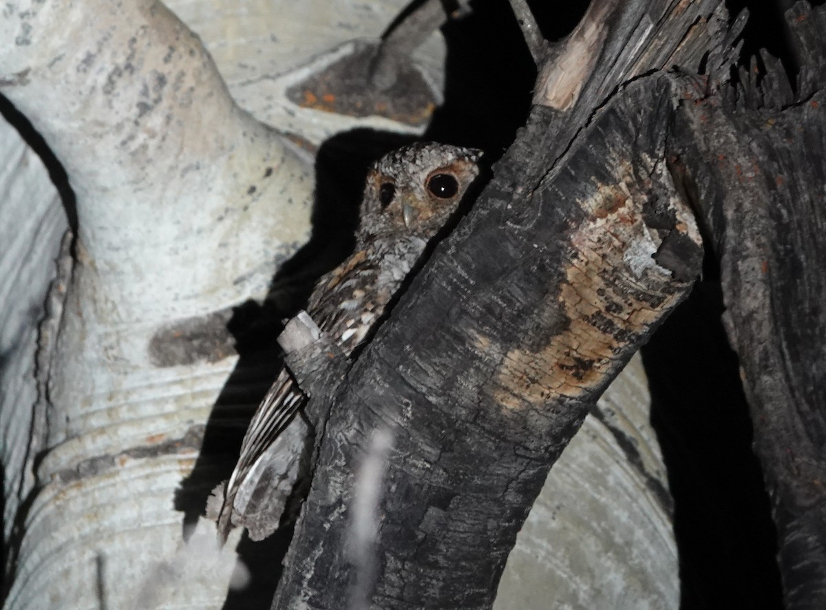 Flammulated Owl - ML110309101