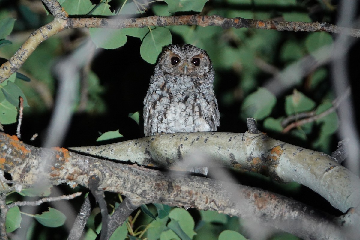 Flammulated Owl - ML110309191