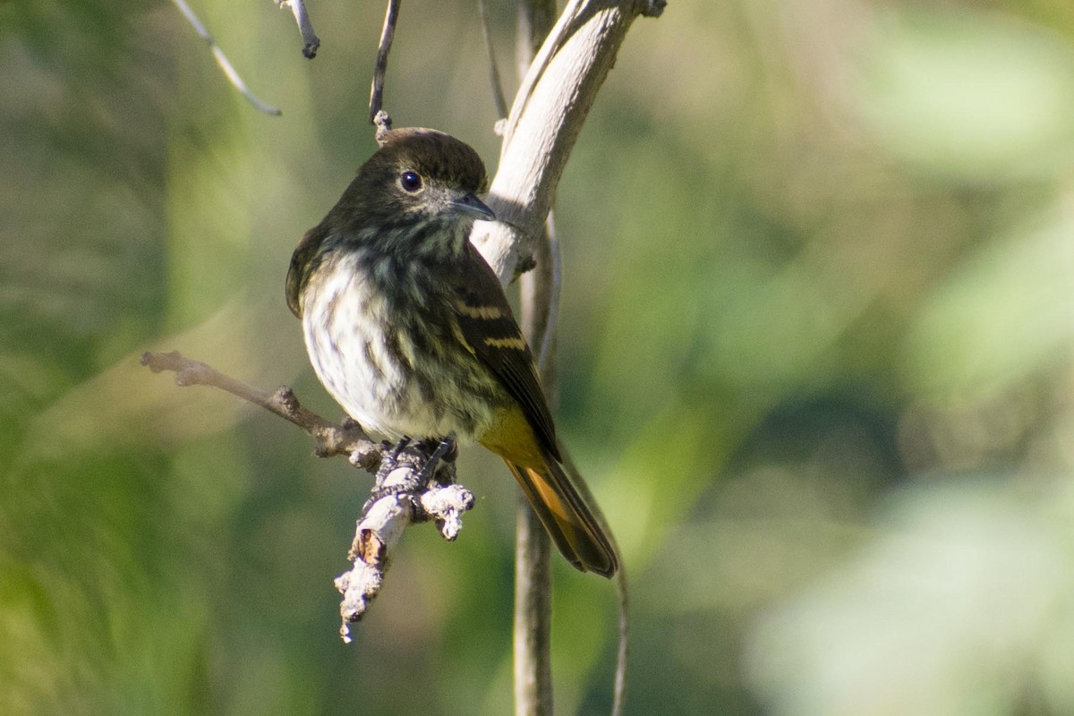 Blue-billed Black-Tyrant - Leandro Bareiro Guiñazú