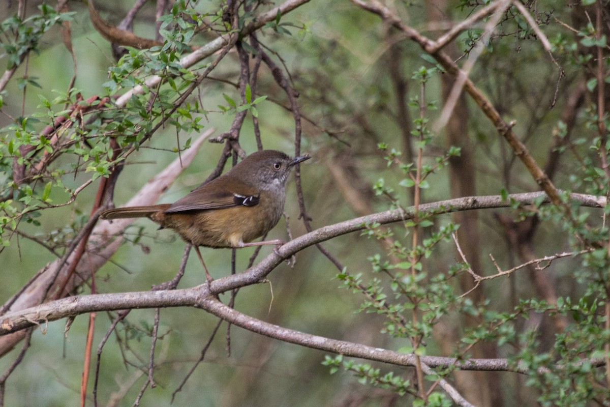 Tasmanian Scrubwren - ML110309991