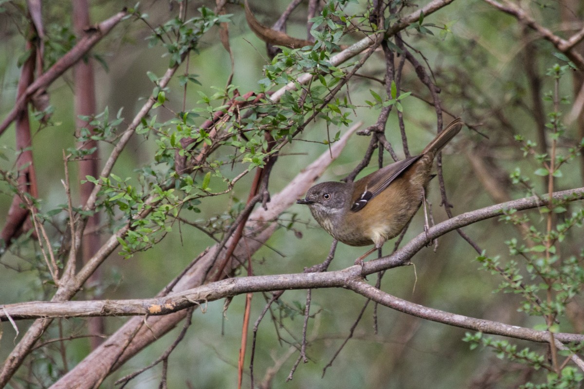 Tasmanian Scrubwren - ML110310001