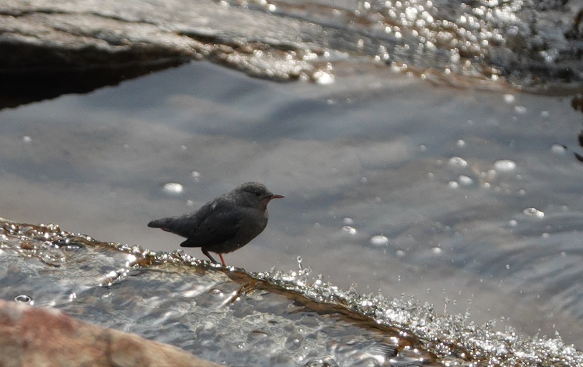 American Dipper - ML110310971