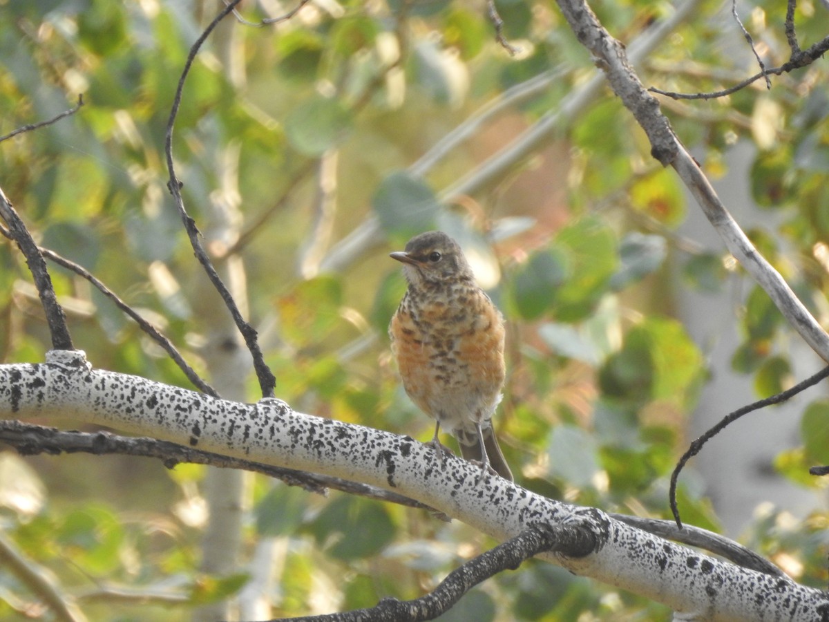 American Robin - ML110312491