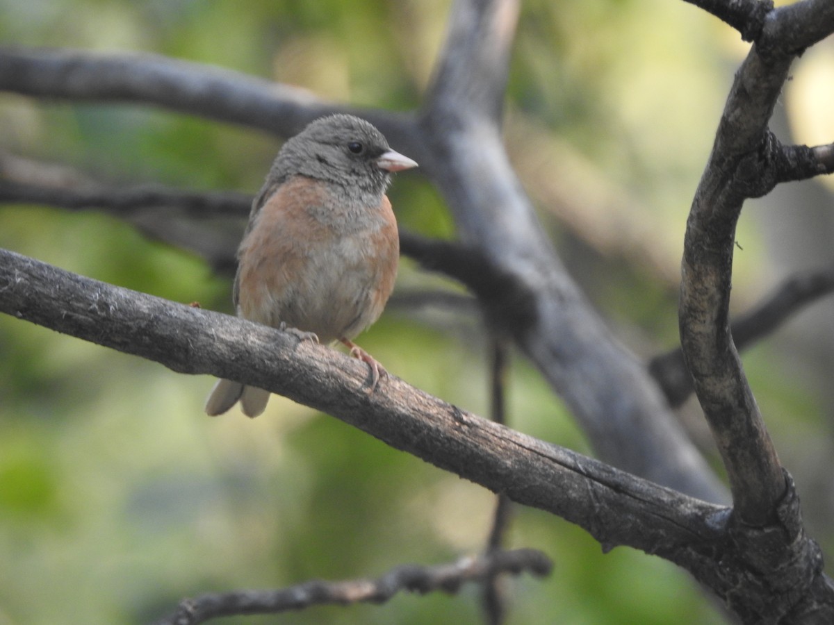 Junco ardoisé - ML110312651