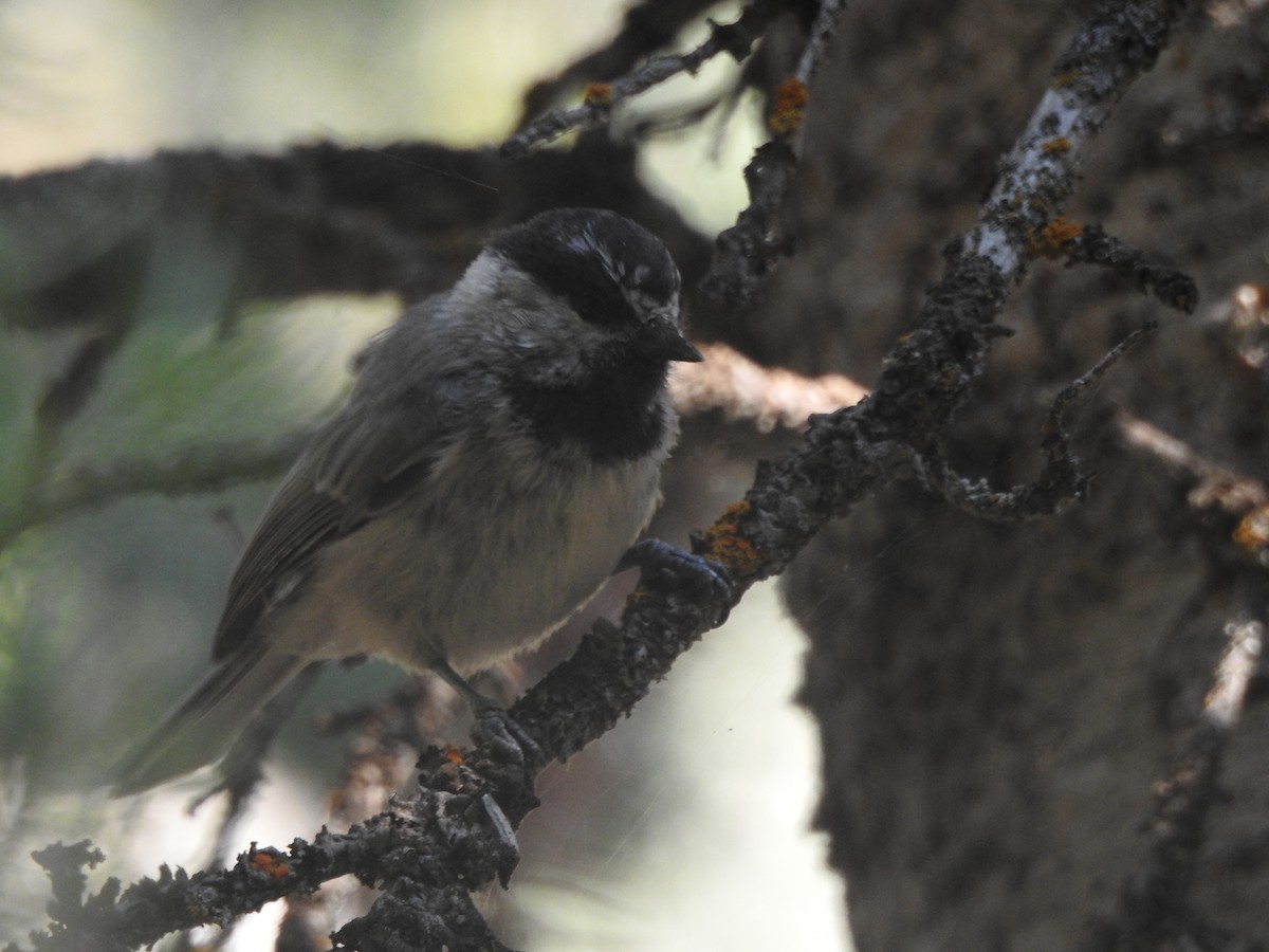 Mountain Chickadee - ML110312791