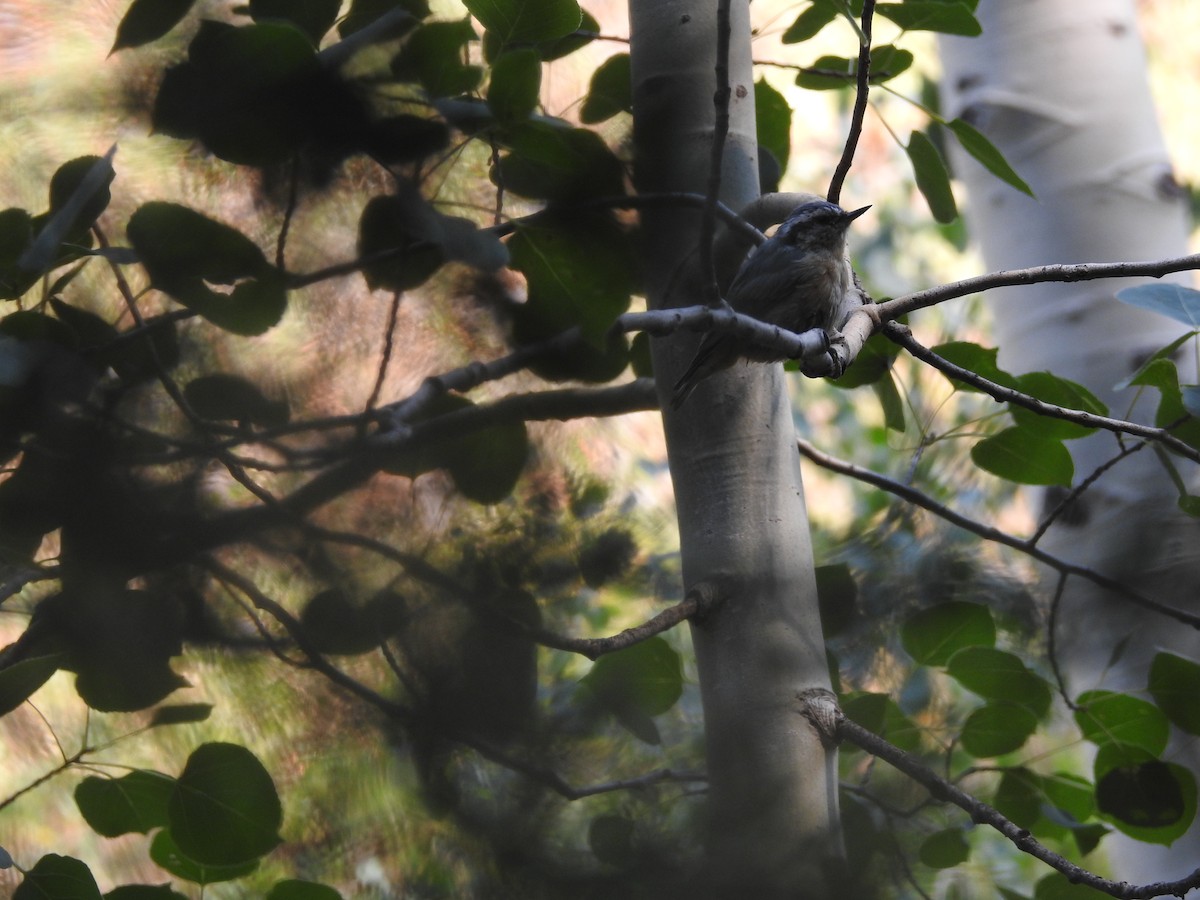 Red-breasted Nuthatch - ML110312841