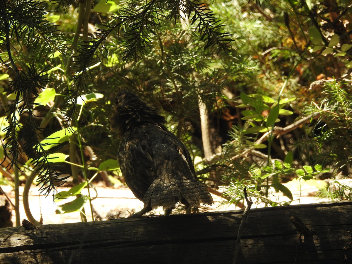 Ruffed Grouse - ML110312951