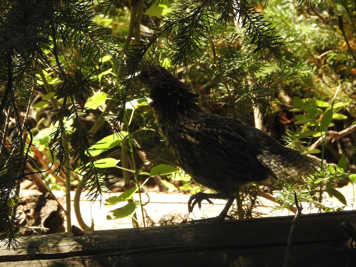 Ruffed Grouse - ML110312961