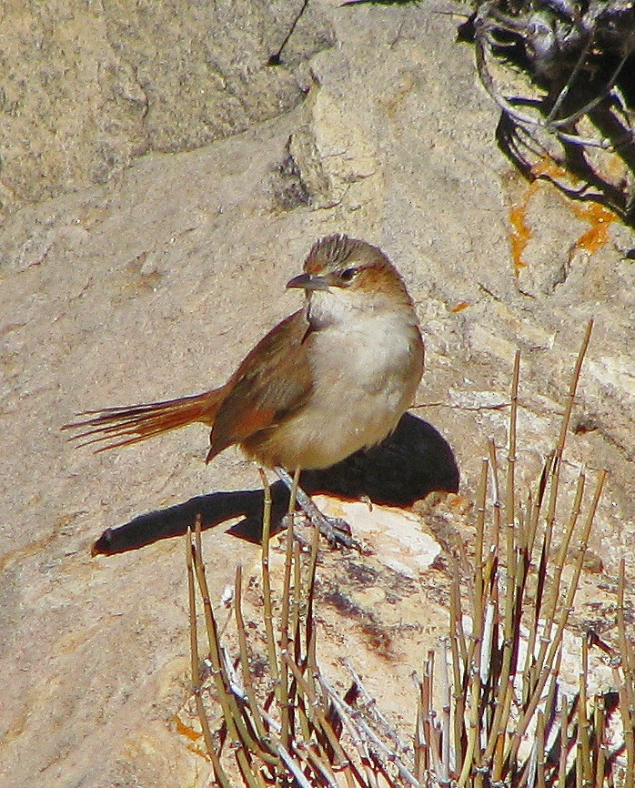 Streak-fronted Thornbird - Hugo Hulsberg