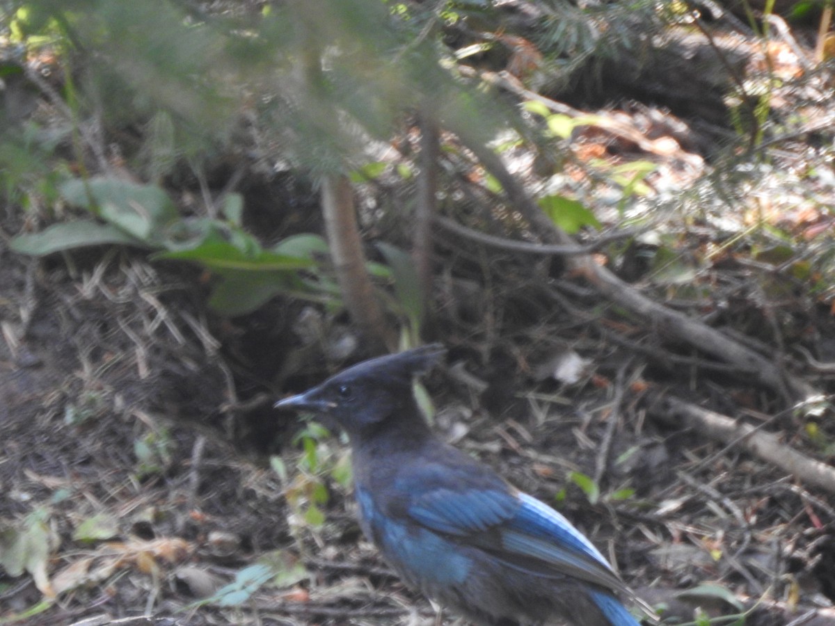 Steller's Jay (Southwest Interior) - ML110313351