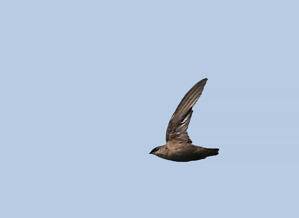 Chimney Swift - Elizabeth Winter