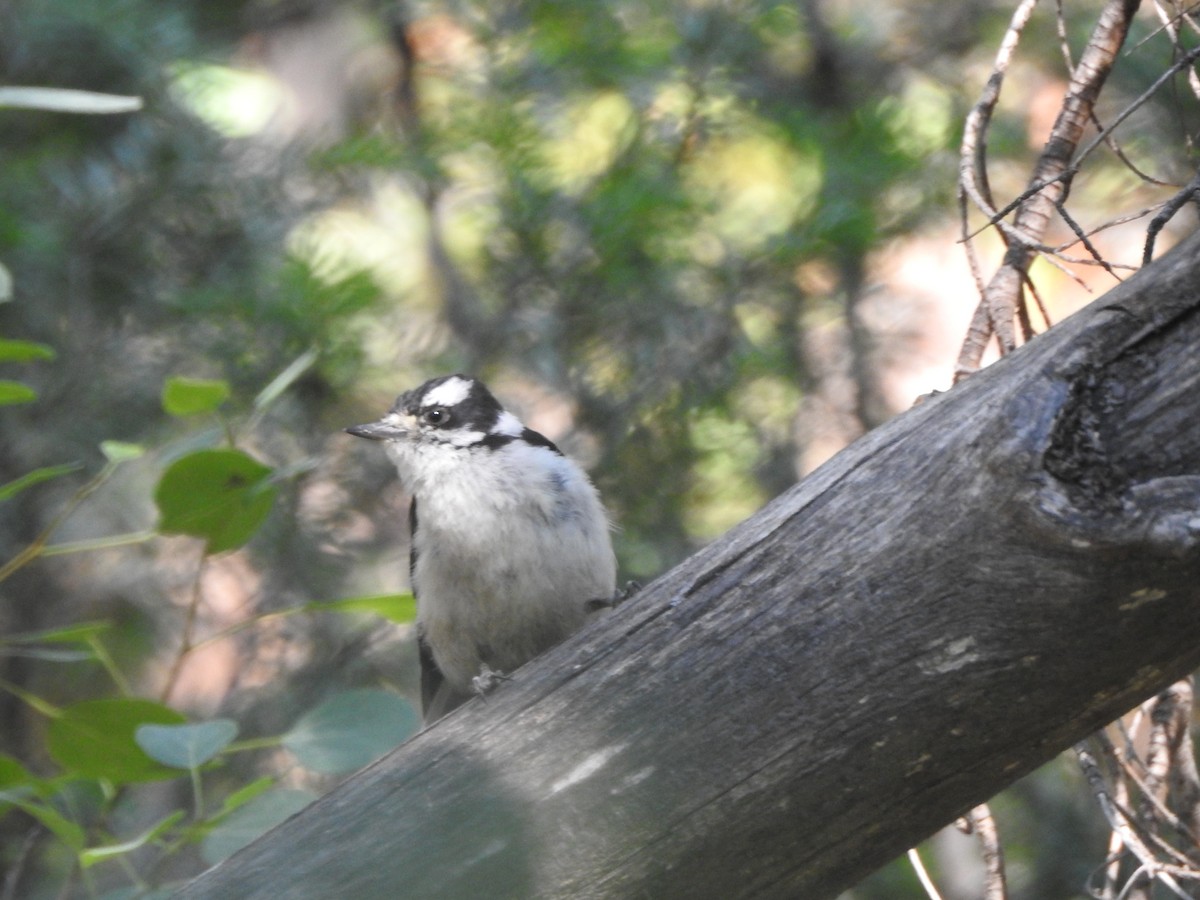 Downy Woodpecker - ML110313821