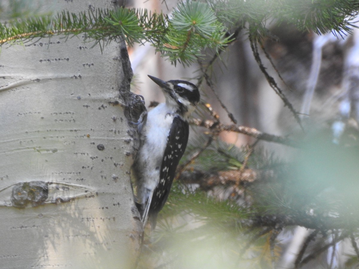 Hairy Woodpecker - Tom Wuenschell