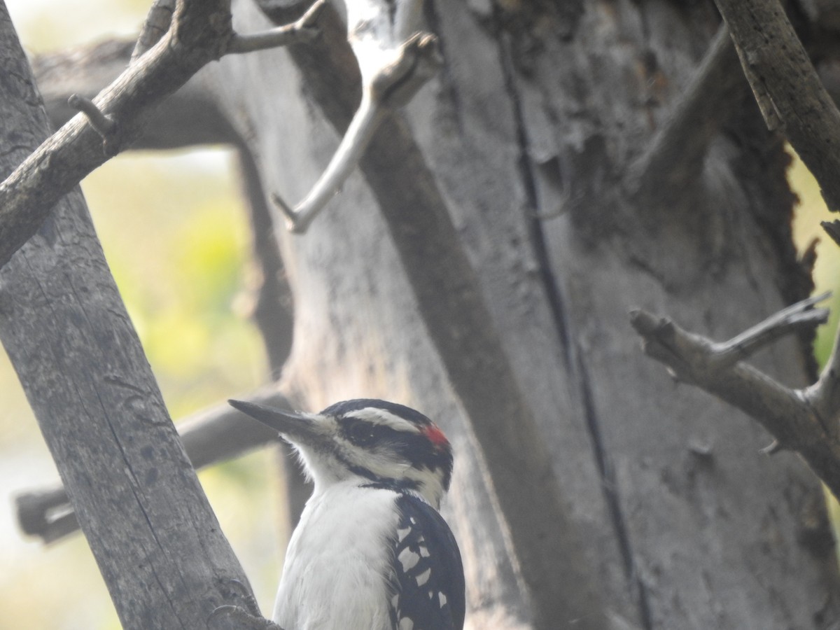 Hairy Woodpecker - ML110313941