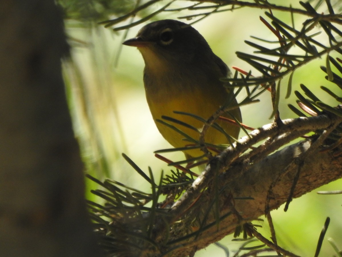 MacGillivray's Warbler - ML110314641