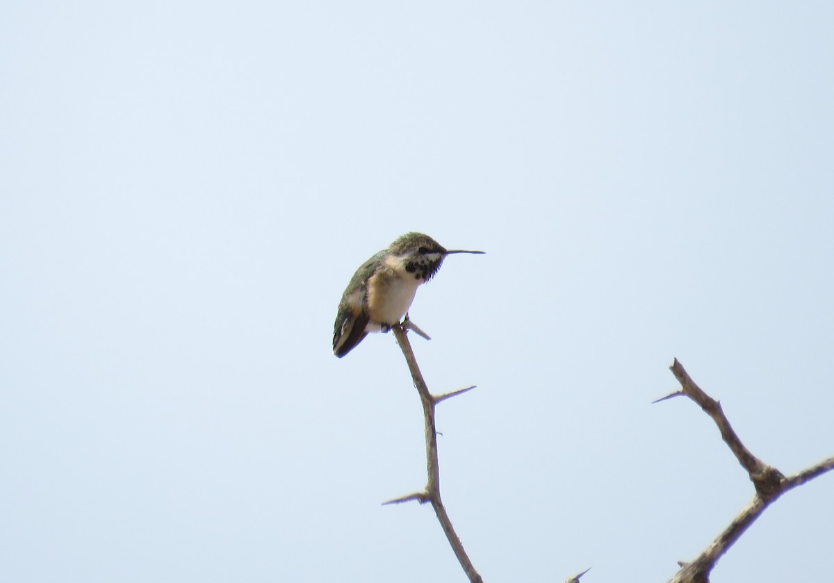 Short-tailed Woodstar - ML110315401