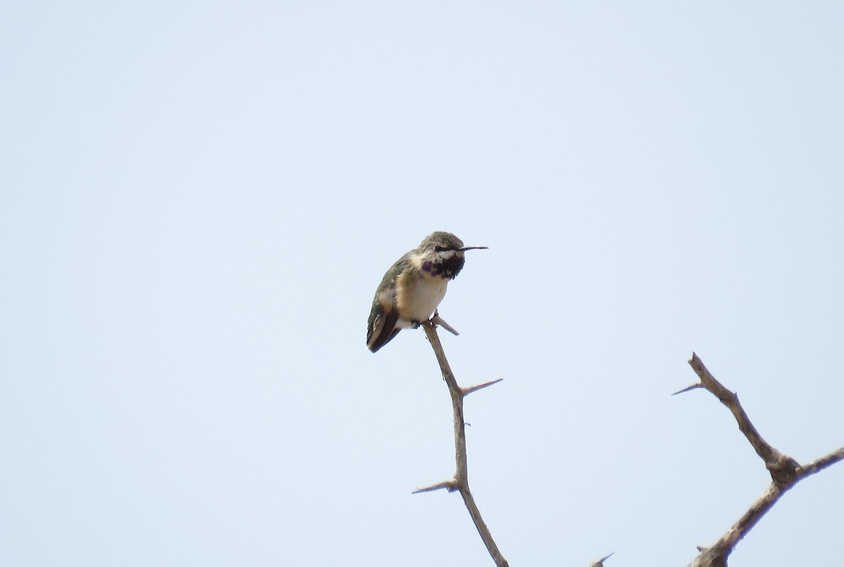 Colibri à queue courte - ML110315421