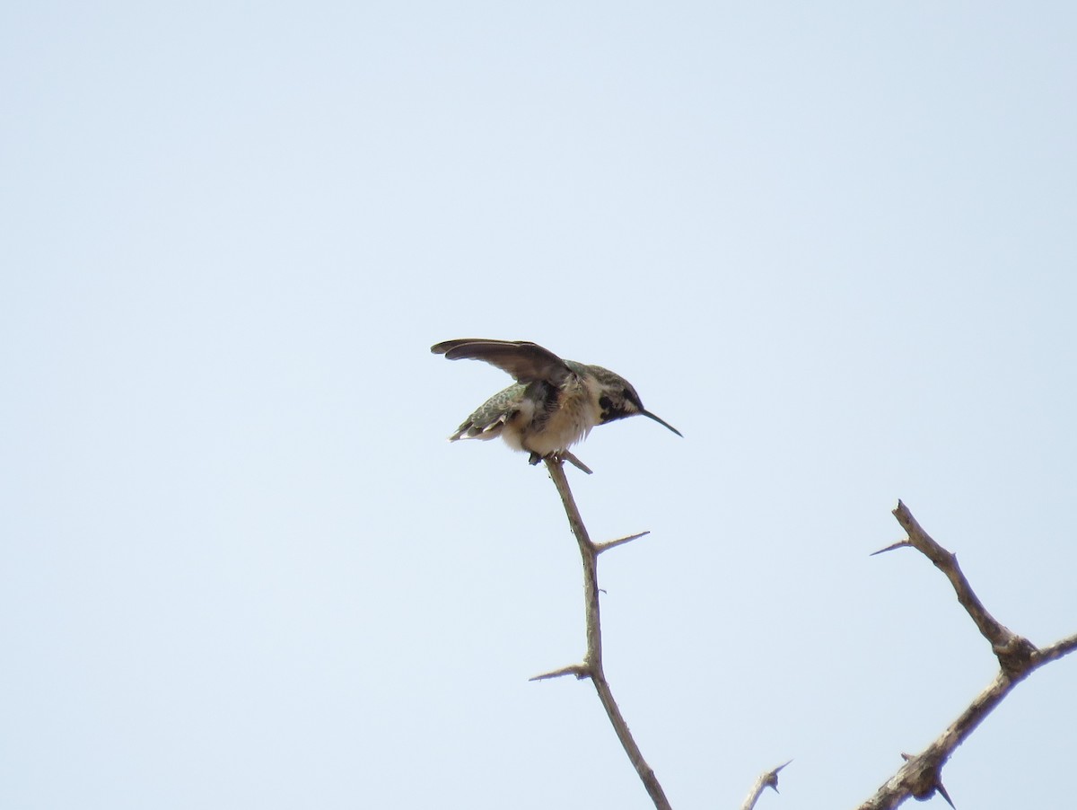 Colibri à queue courte - ML110315431