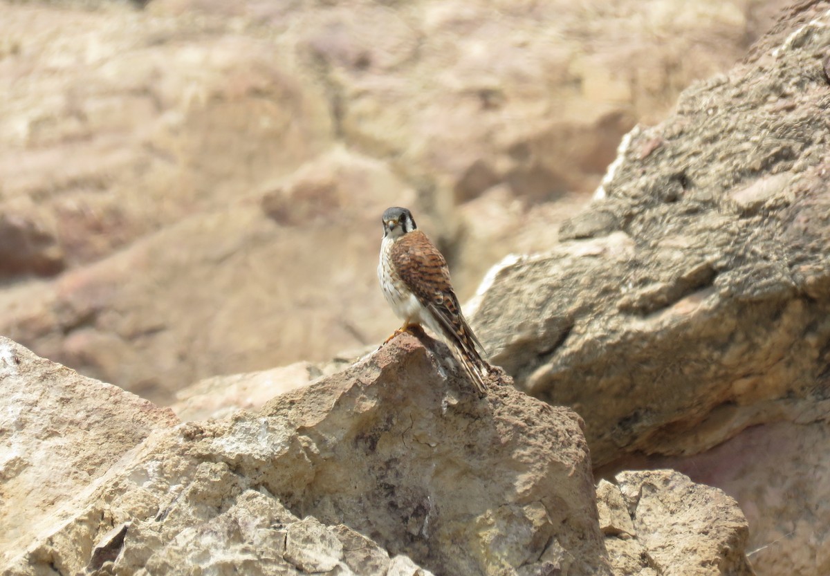 American Kestrel - ML110315661