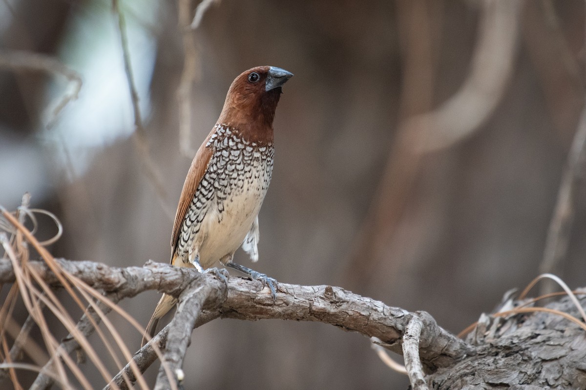 Scaly-breasted Munia - ML110317331