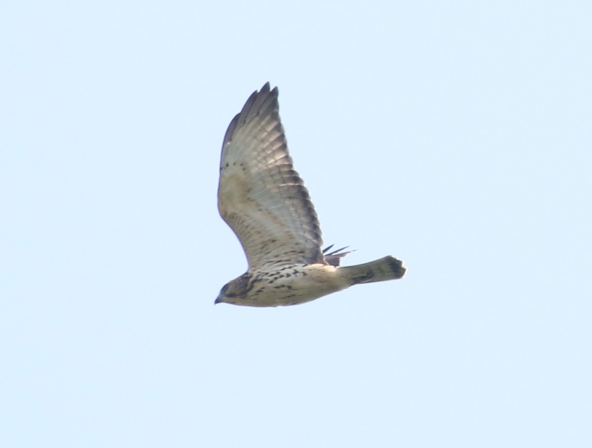 Broad-winged Hawk - Bobby Brown