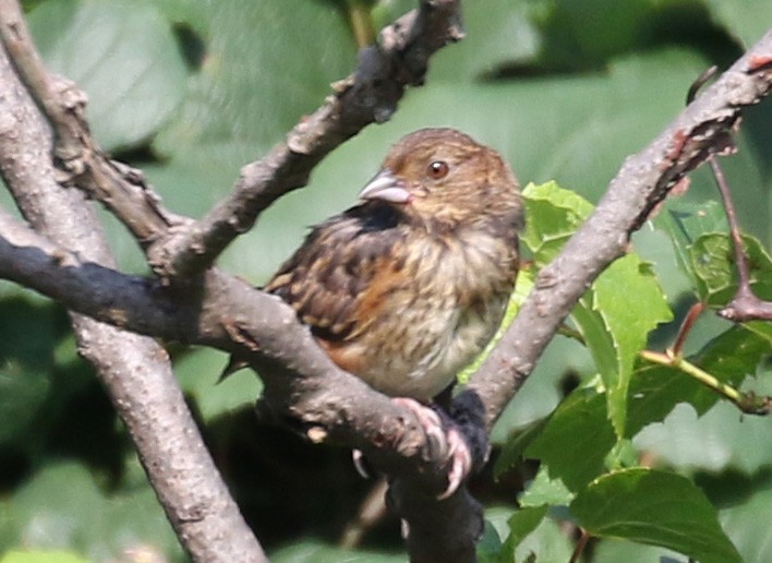 Eastern Towhee - ML110317771