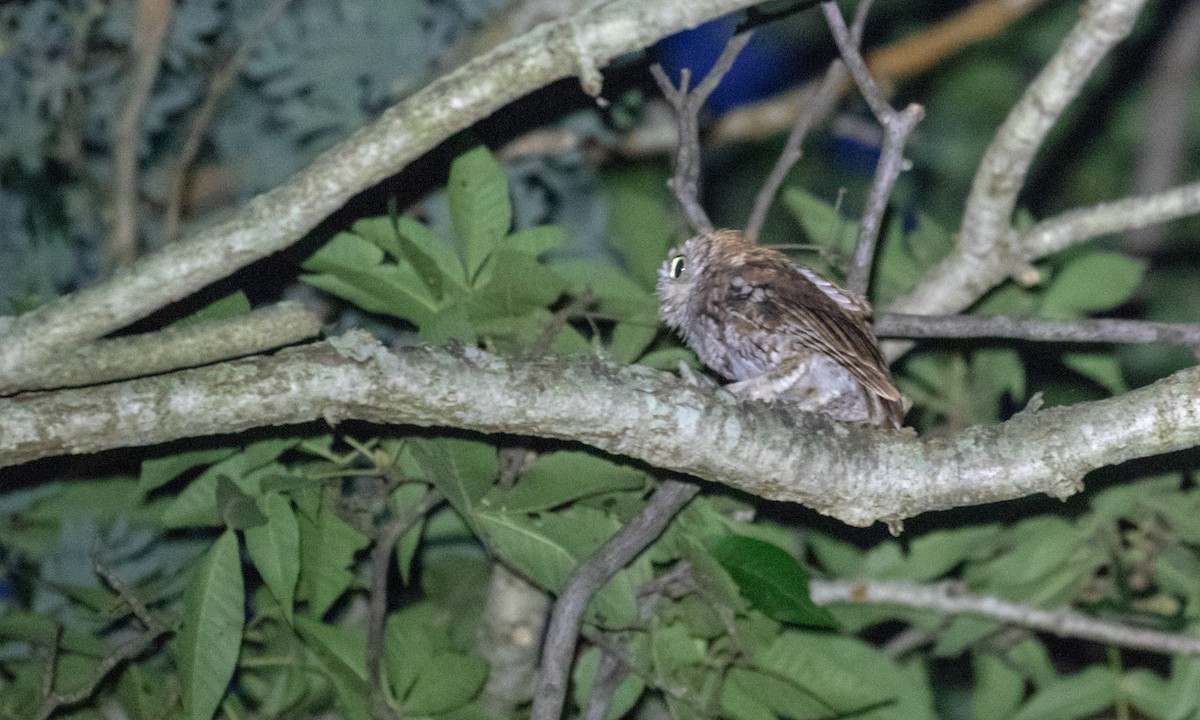 Eastern Screech-Owl - ML110317791