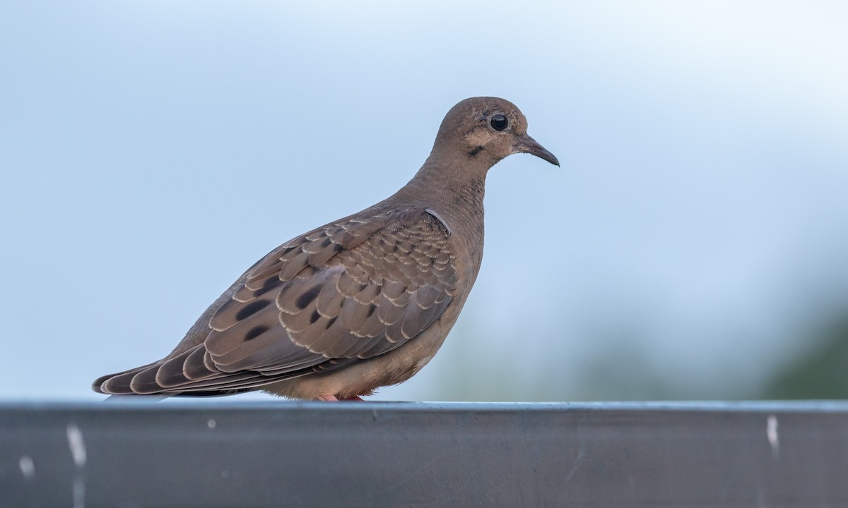 Mourning Dove - ML110318171