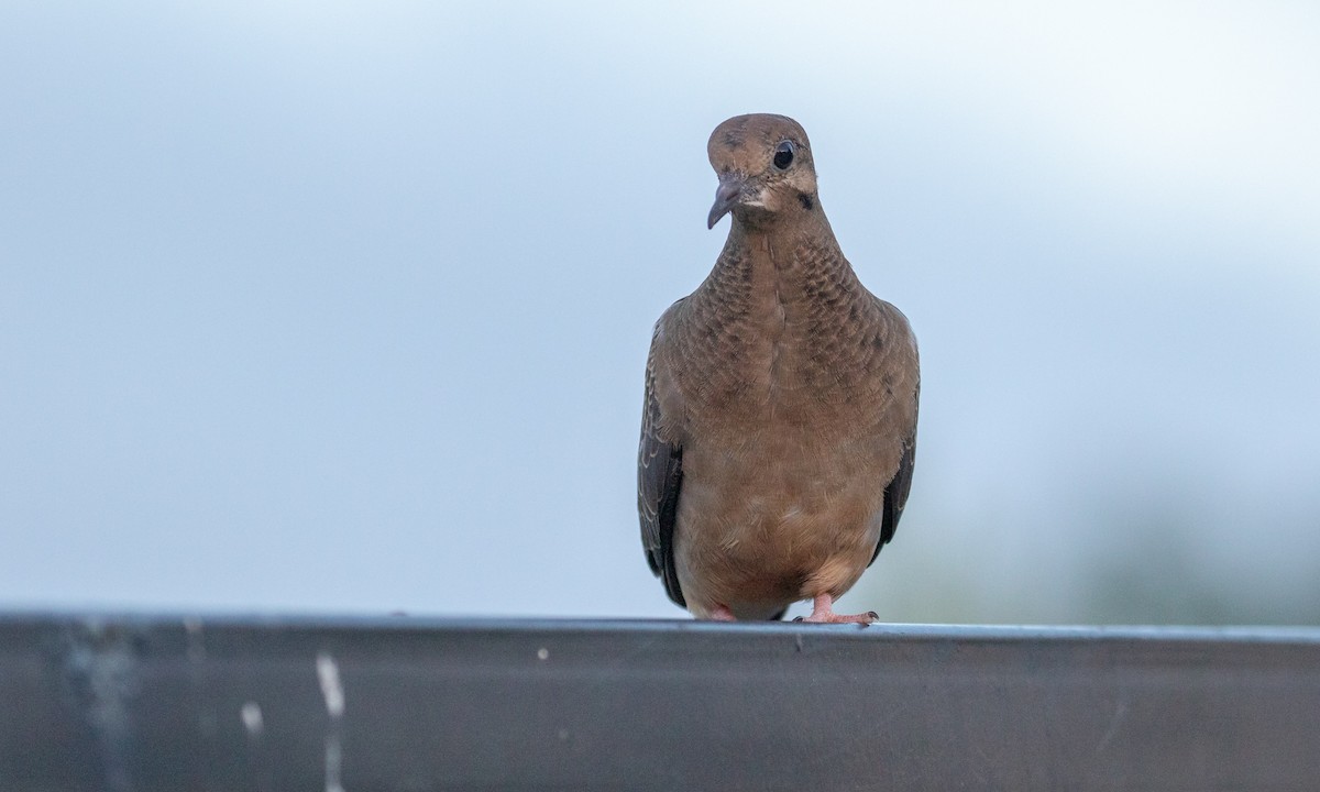 Mourning Dove - ML110318191