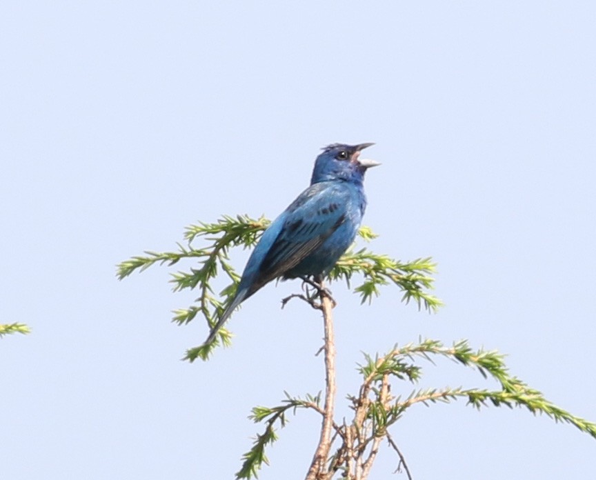 Passerin indigo - ML110318201