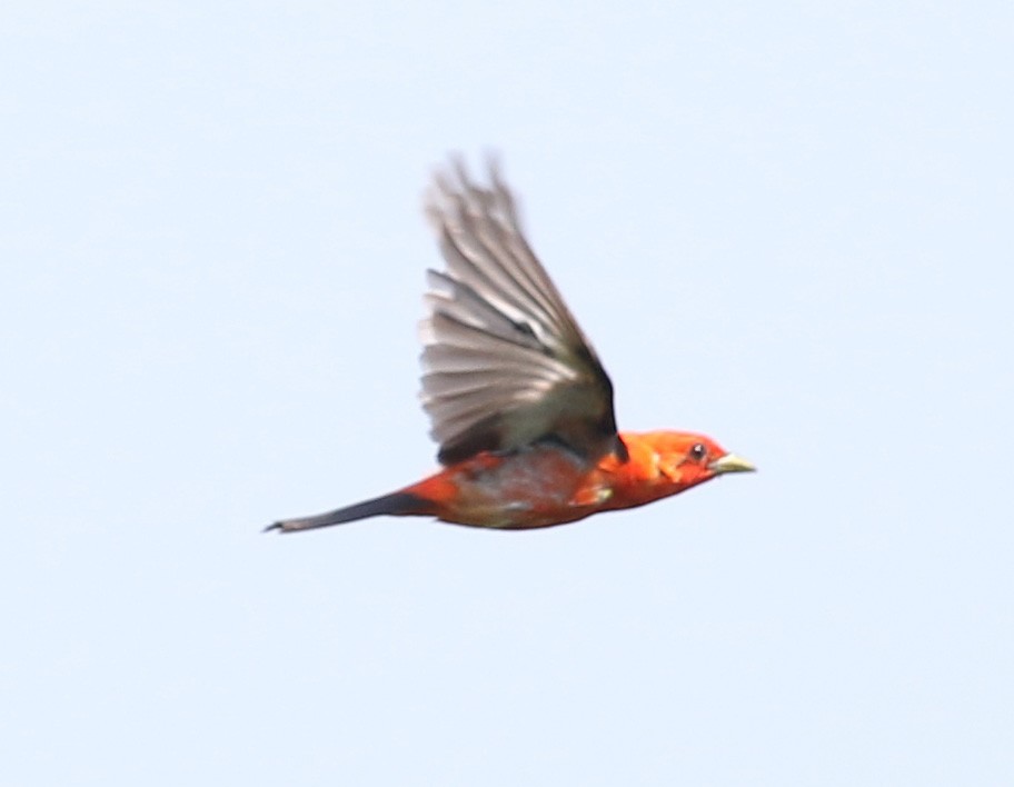 Scarlet Tanager - Bobby Brown