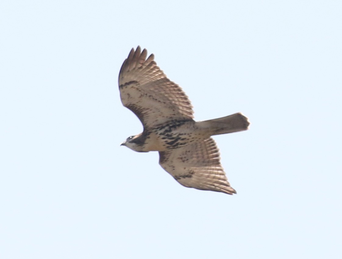 Red-tailed Hawk - Bobby Brown