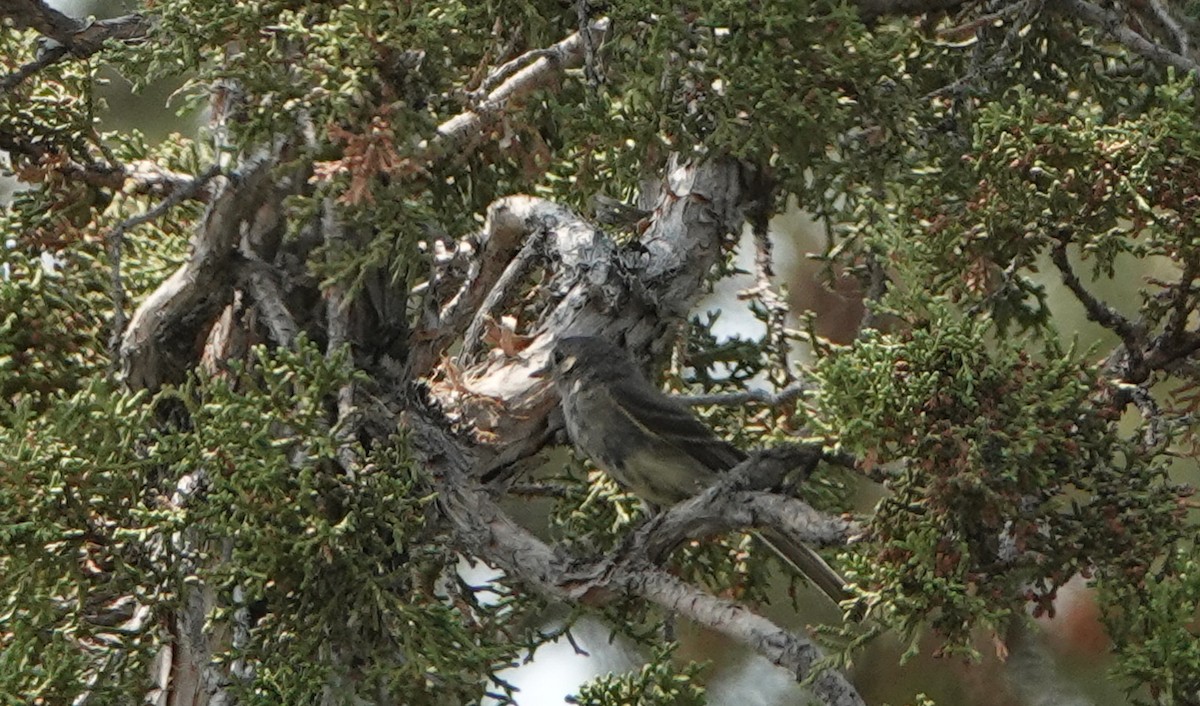 Gray Flycatcher - ML110320421