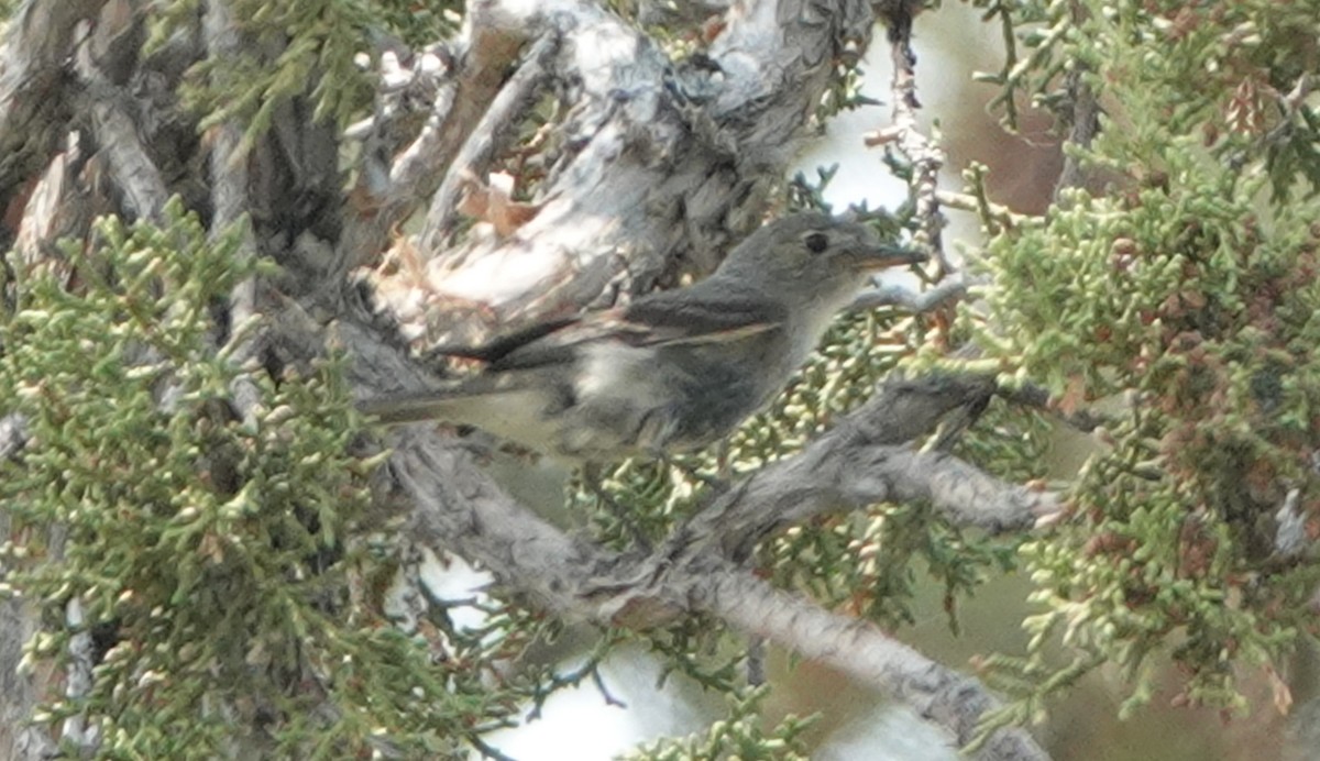 Gray Flycatcher - ML110320431