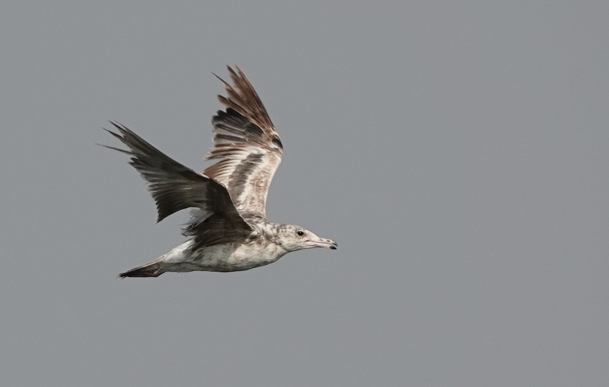 California Gull - Scott Stafford