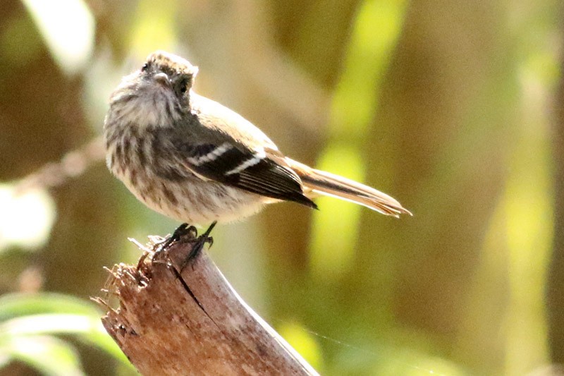 Blue-billed Black-Tyrant - ML110321801